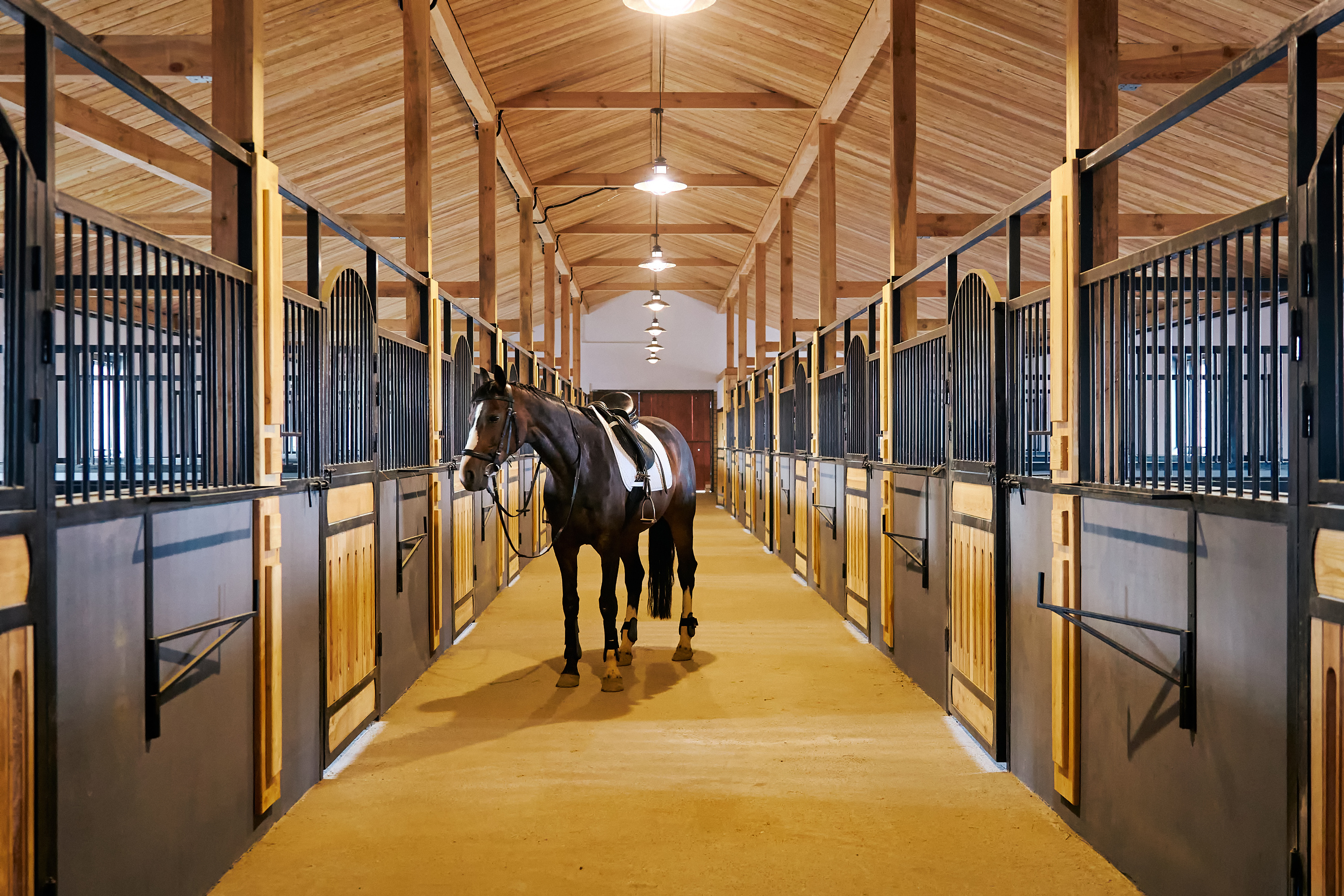 Horse Properties